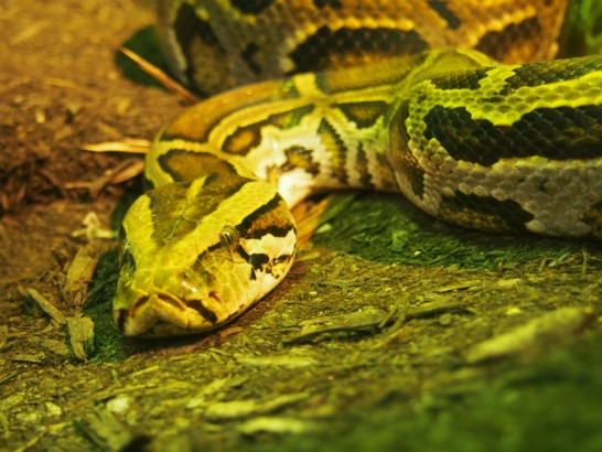 天王寺動物園のヘビ