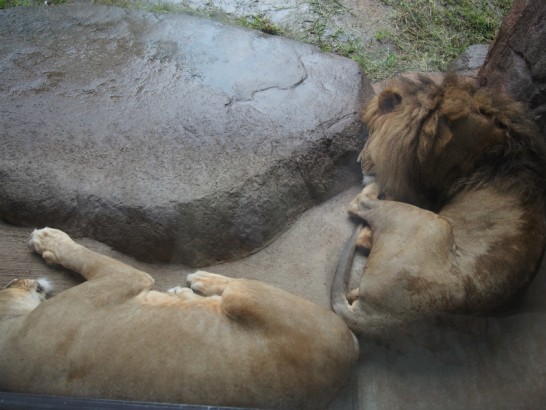 天王寺動物園の猫みたいに寝るライオン