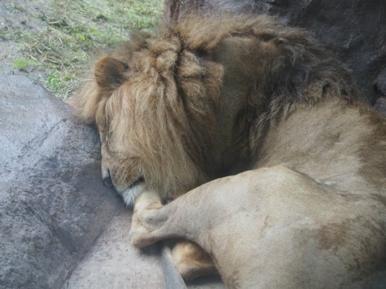 天王寺動物園の丸まったライオン