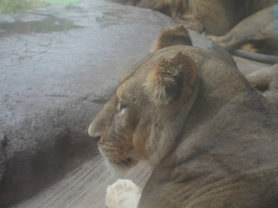 天王寺動物園の寝るライオン