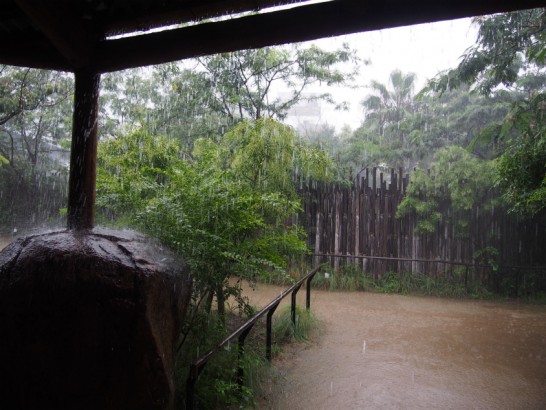 大雨の天王寺動物園