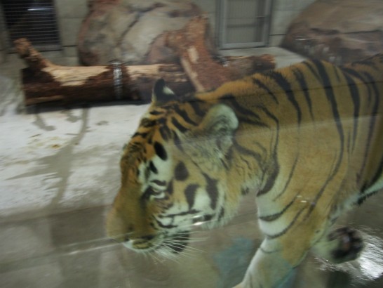 天王寺動物園の動きまわるトラ