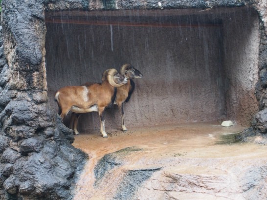 天王寺動物園のムフロン