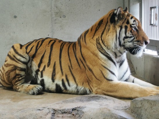 天王寺動物園置物見たいなトラ
