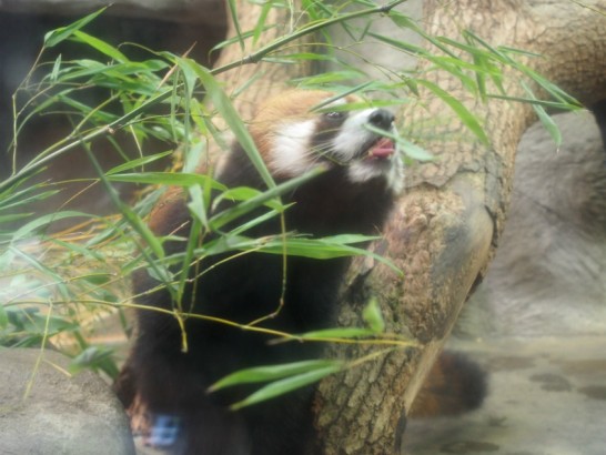 天王寺動物園笹を食べるレッサーパンダ
