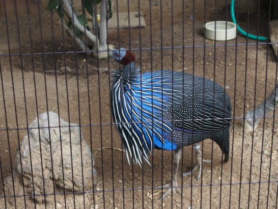 天王寺動物園の綺麗な鳥