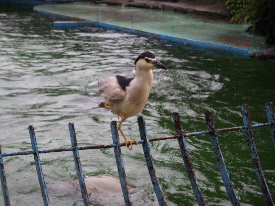 天王寺動物園のアシカのエサを狙う鳥