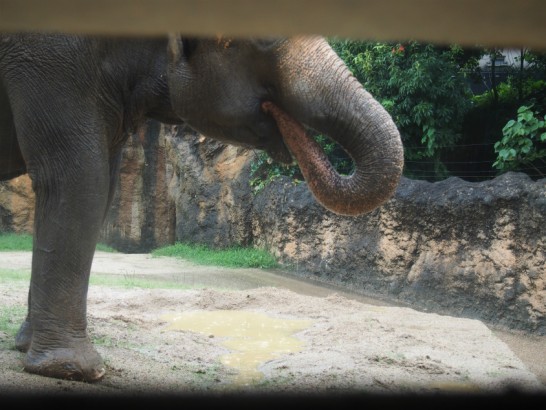 天王寺動物園のゾウの鼻２
