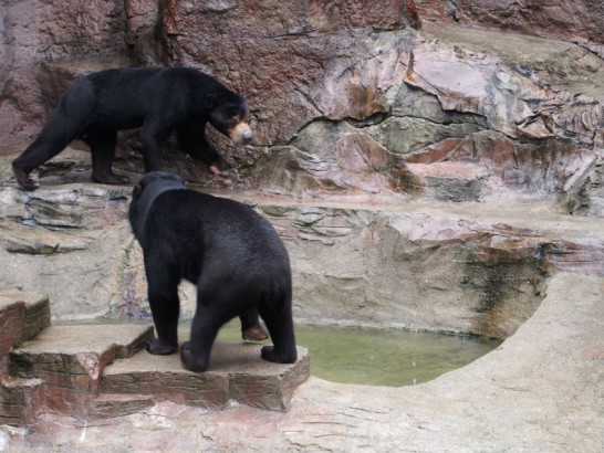 天王寺動物園の熊